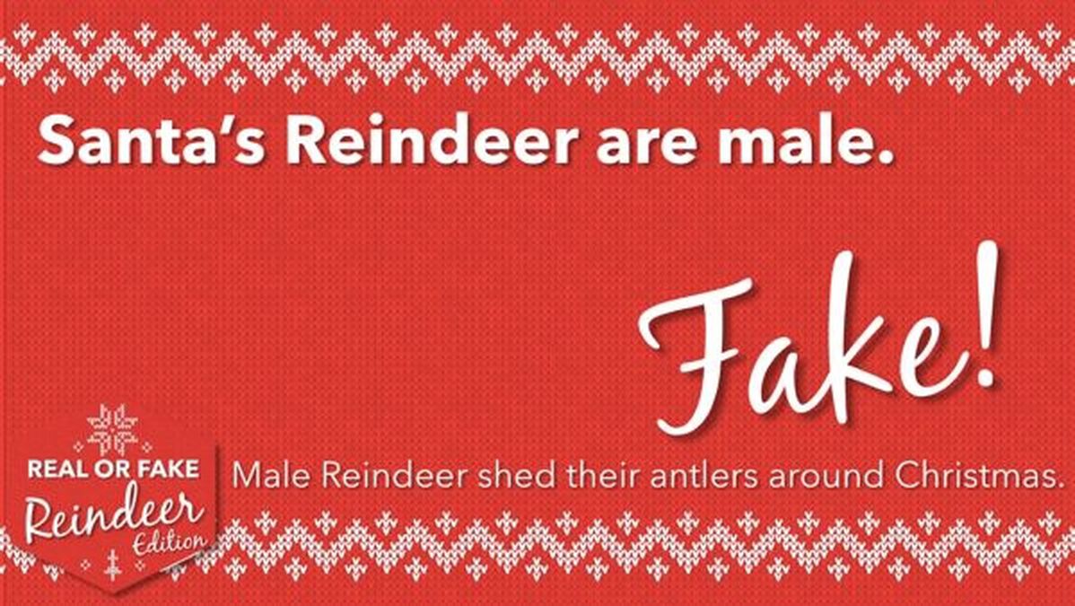 Real or Fake: Reindeer Edition image number null