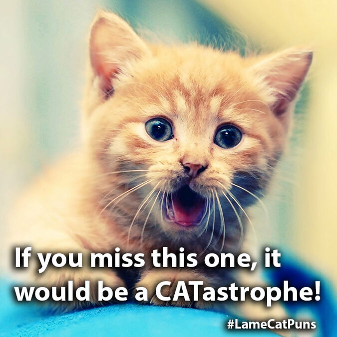 CATstagrams image number null