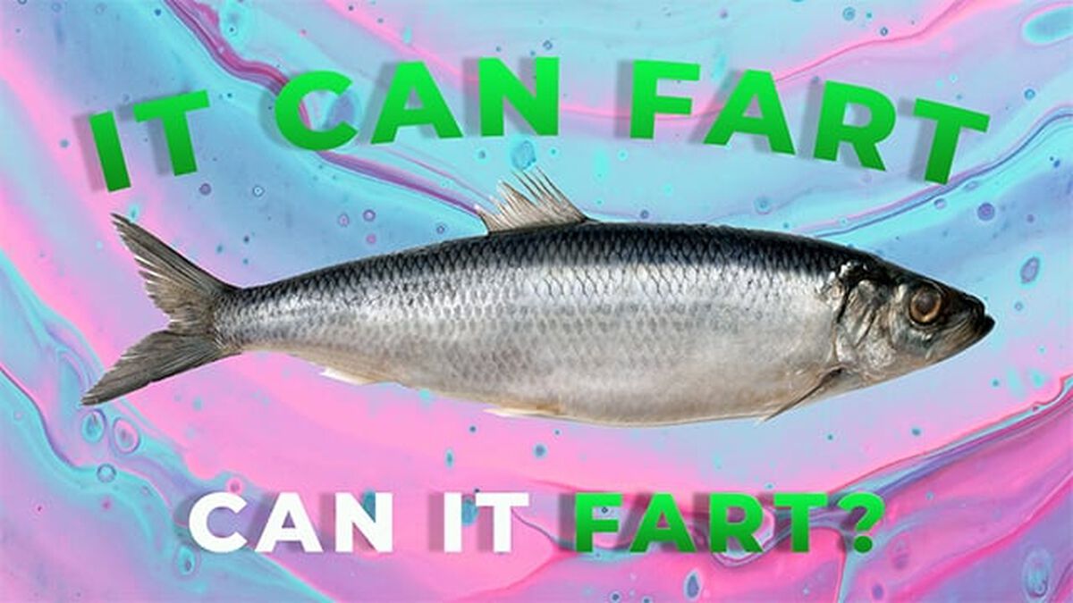 Can it Fart? image number null