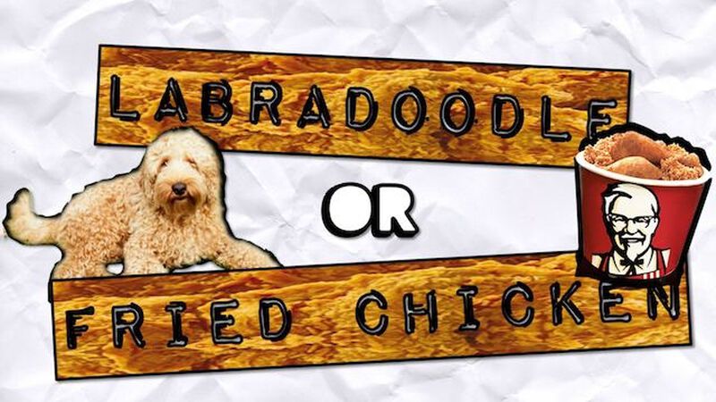 Labradoodle or Fried Chicken
