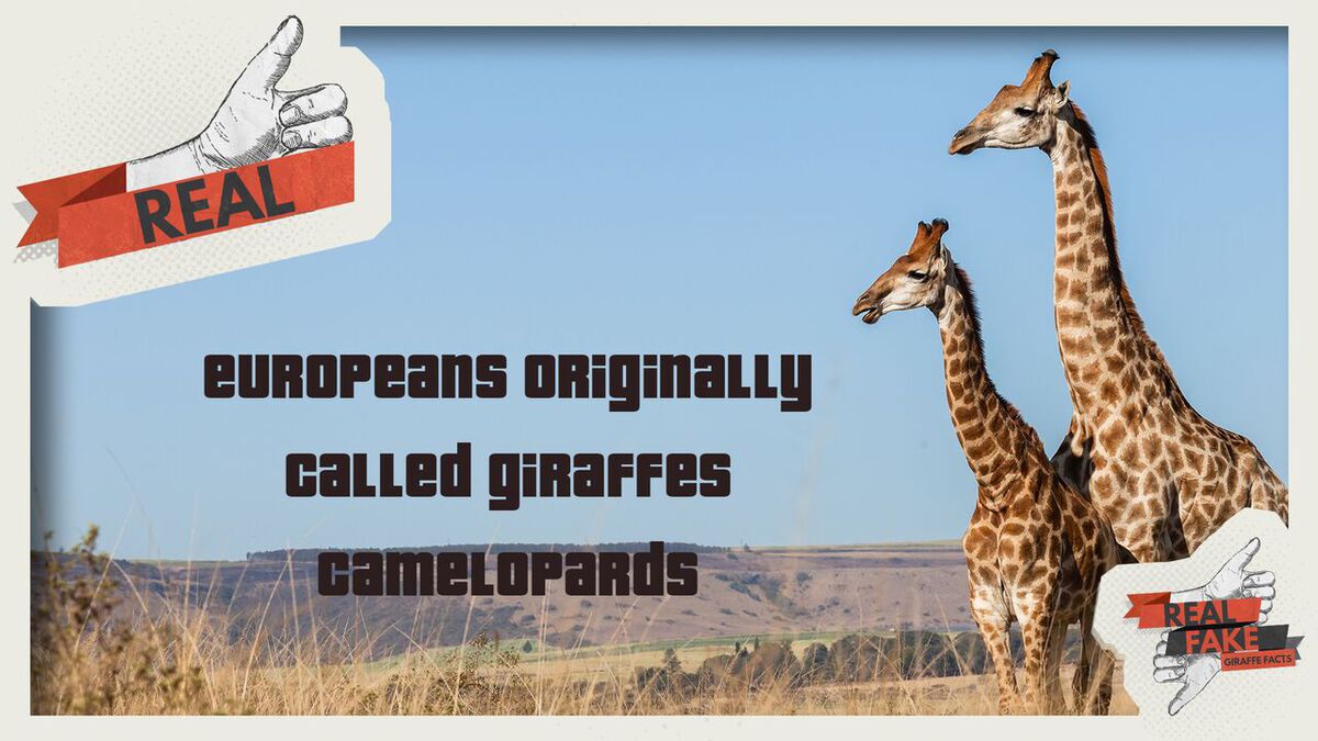 Real or Fake: Giraffe Facts  image number null