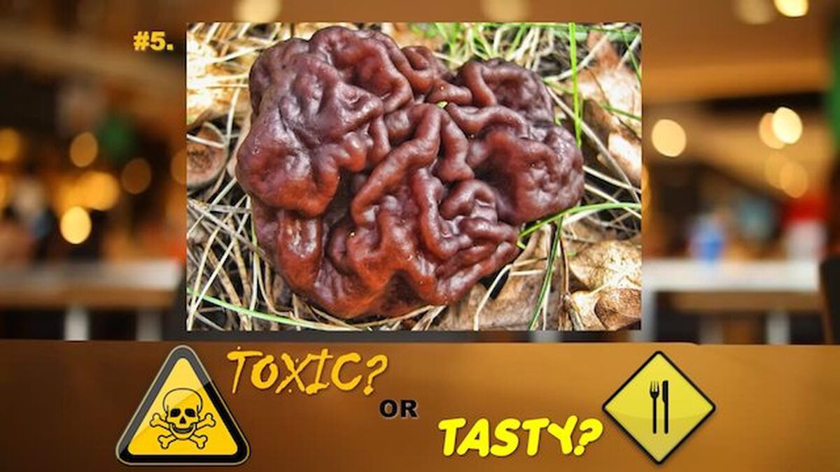 Toxic or Tasty Game image number null