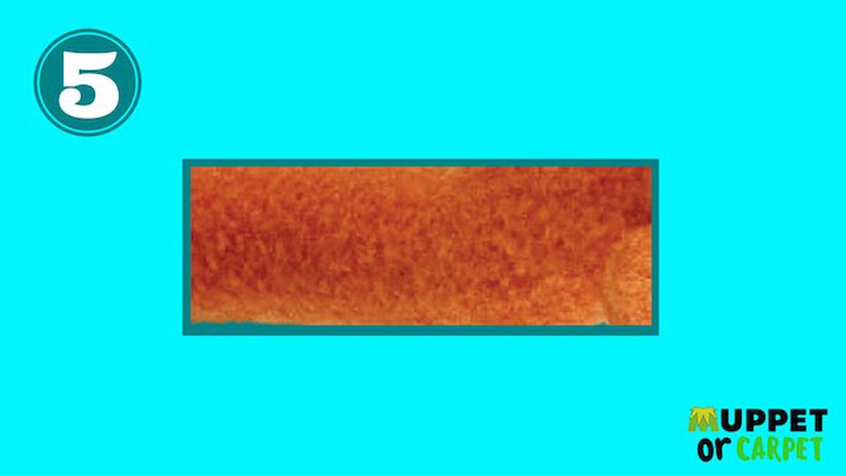 Muppet or Carpet image number null