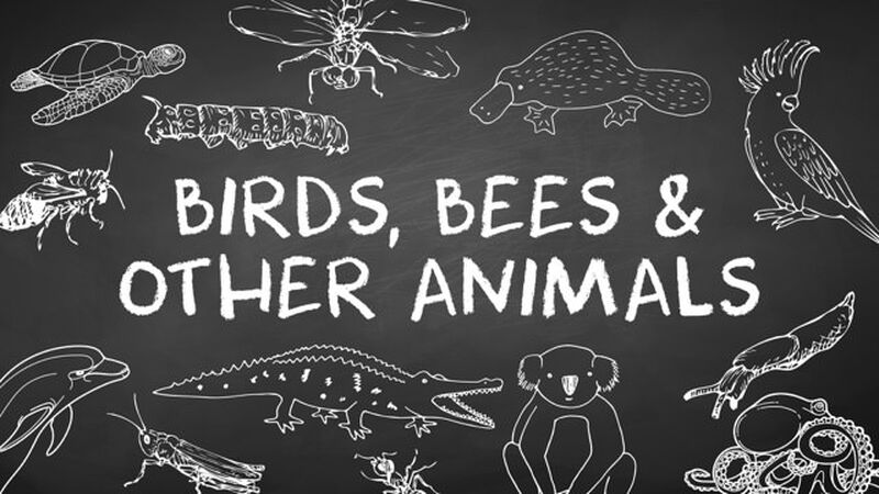 Birds, Bees, & Other Animals Vol 1