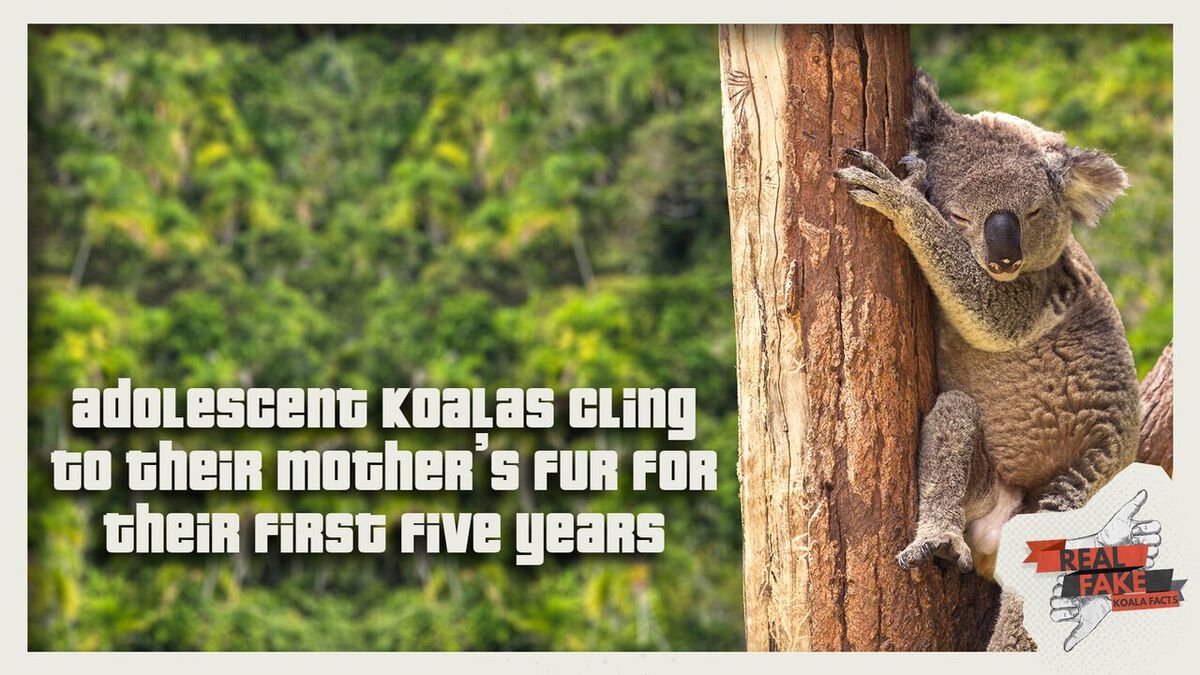 Real/Fake - Koala Facts image number null