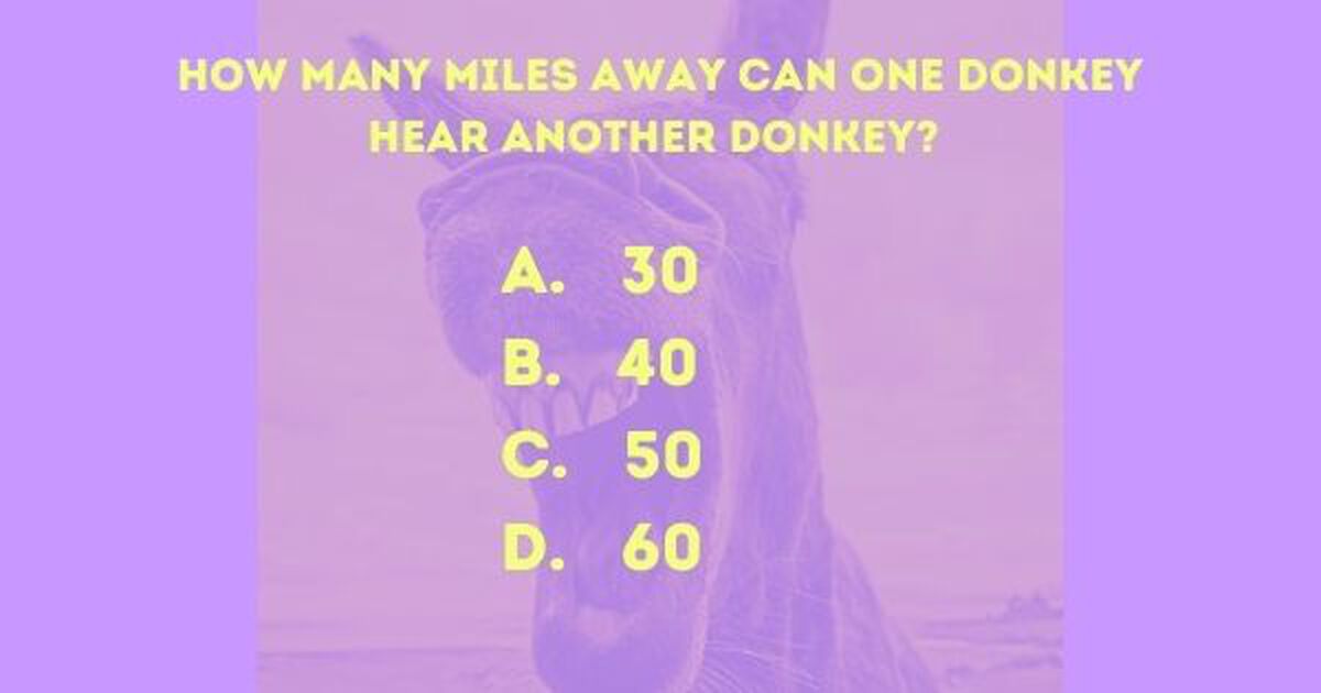 Donkey Trivia | Games | Download Youth Ministry