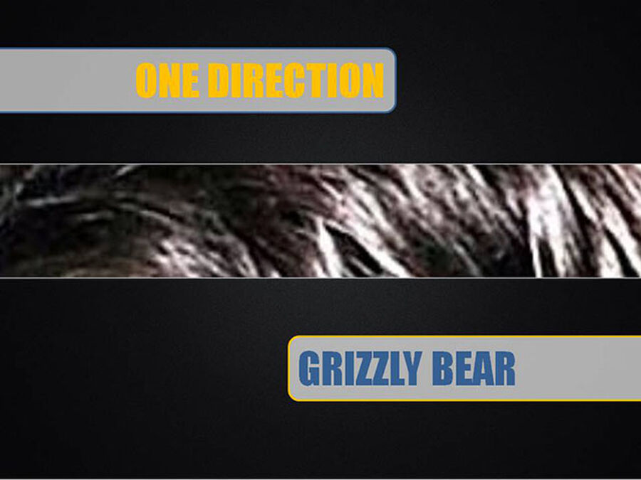 Boy Band or Grizzly Bear image number null