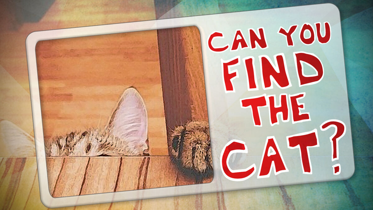 Can You Find the Cat? image number null