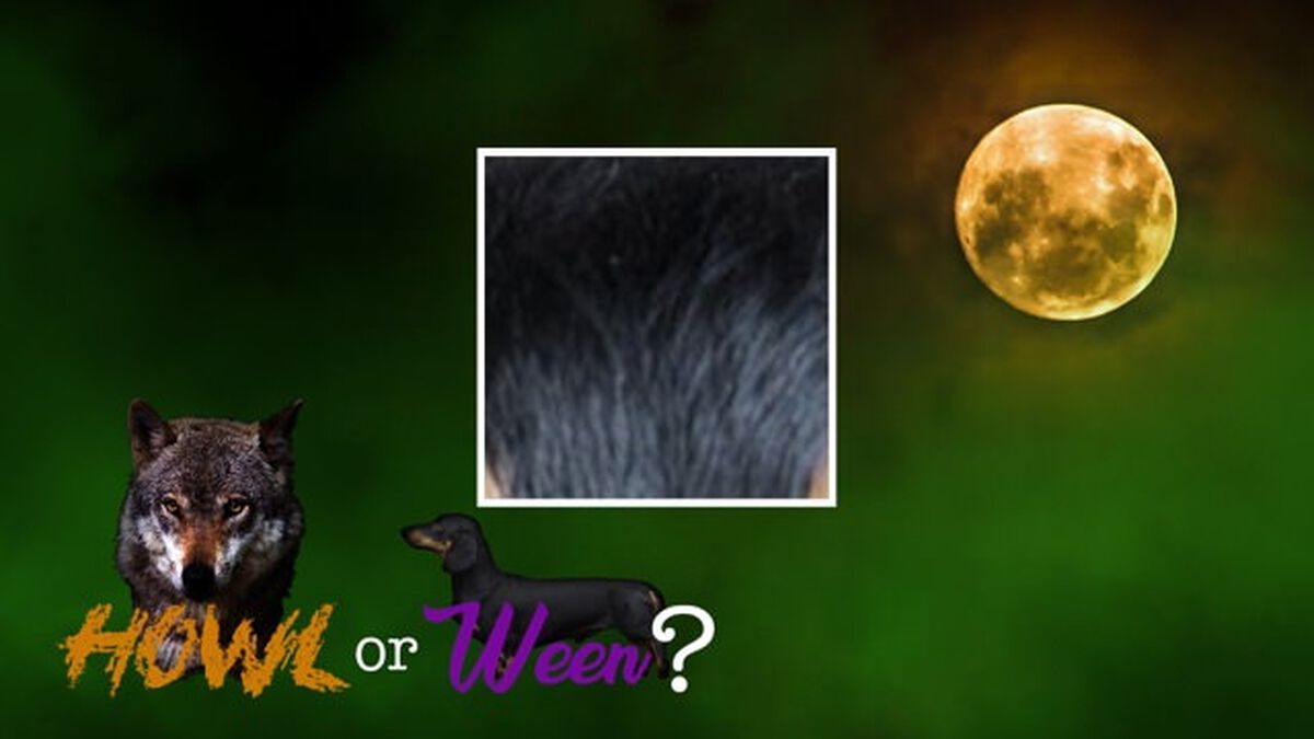 Howl or Ween image number null