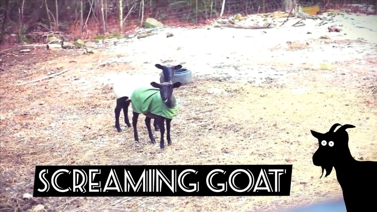 Screaming or Fainting Goats image number null