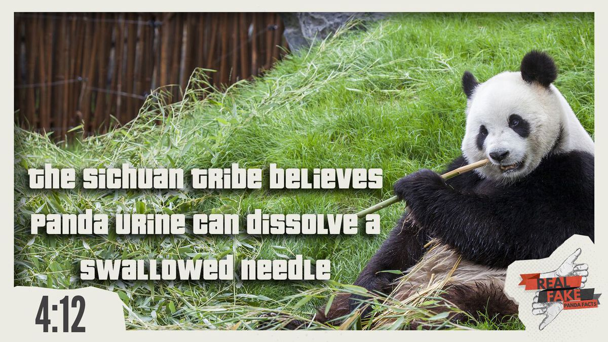 Real or Fake: Panda Facts  image number null