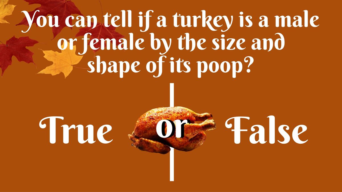 Totally Turkey Trivia image number null