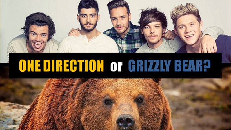 Boy Band or Grizzly Bear