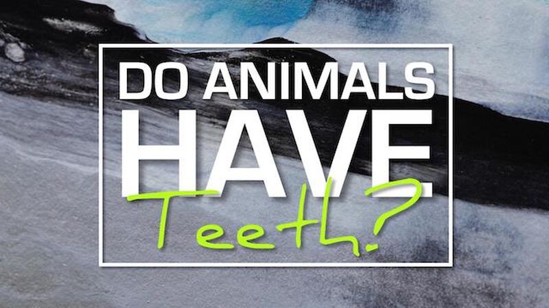Do Animals Have Teeth