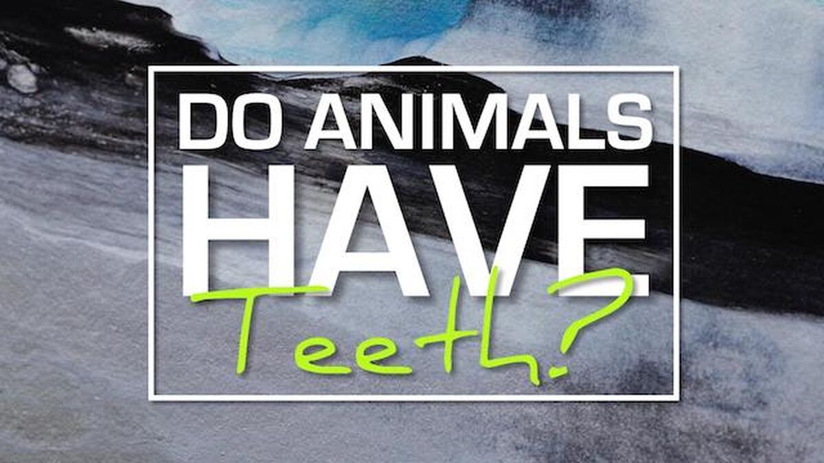 Do Animals Have Teeth image number null