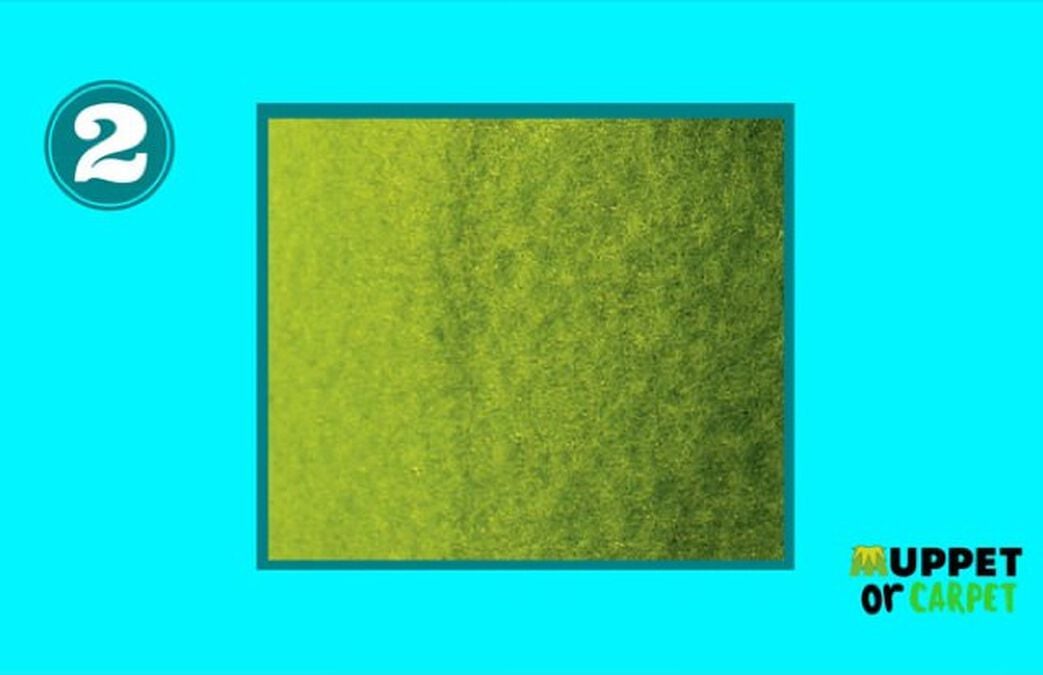 Muppet or Carpet image number null