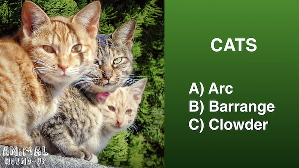 Animal Round-Up image number null