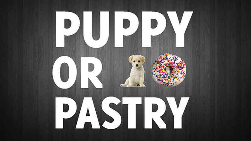 Puppy or Pastry?
