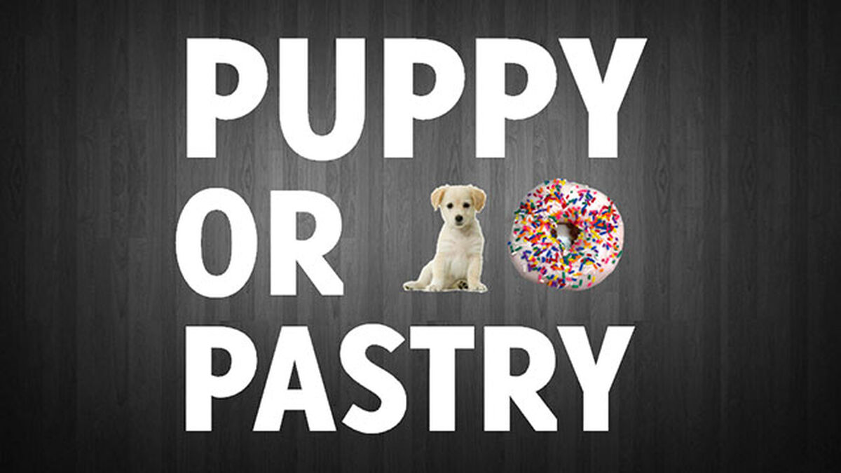 Puppy or Pastry? image number null