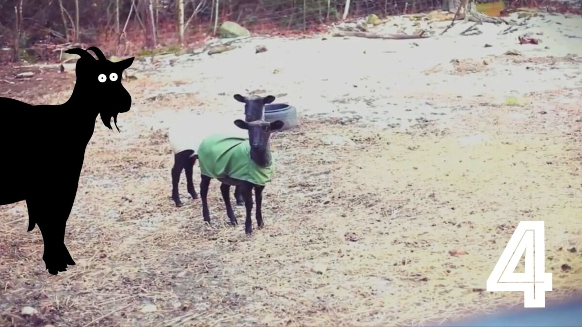 Screaming or Fainting Goats image number null