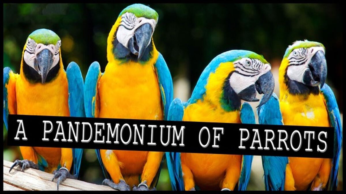 A Pandemonium Of Parrots image number null