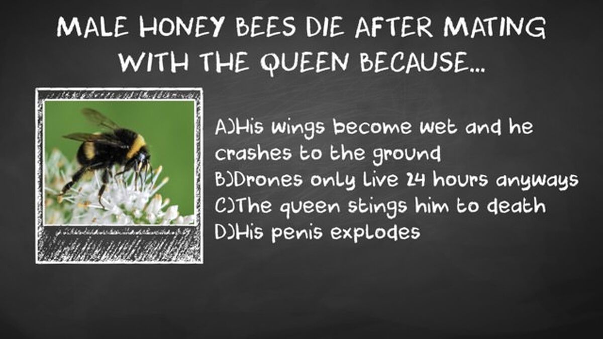 Birds, Bees, & Other Animals Vol 1 image number null
