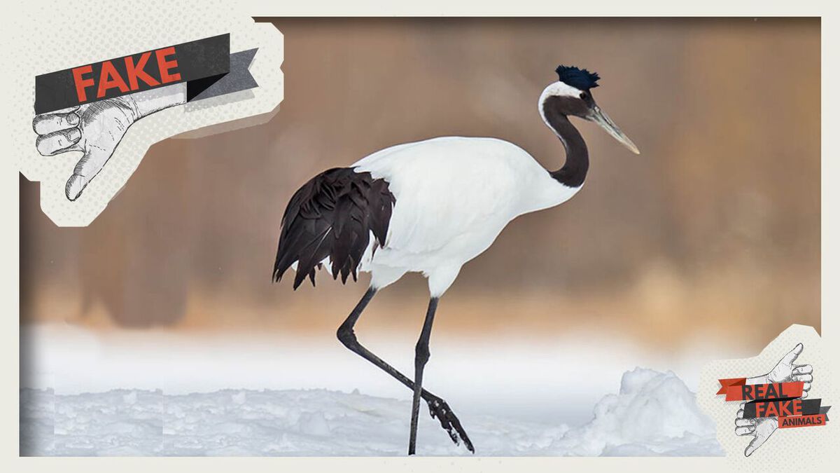 Real/Fake Animals: Volume 2  image number null