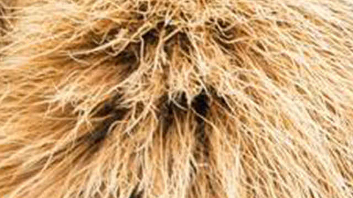 Groundhog Otter Beaver image number null