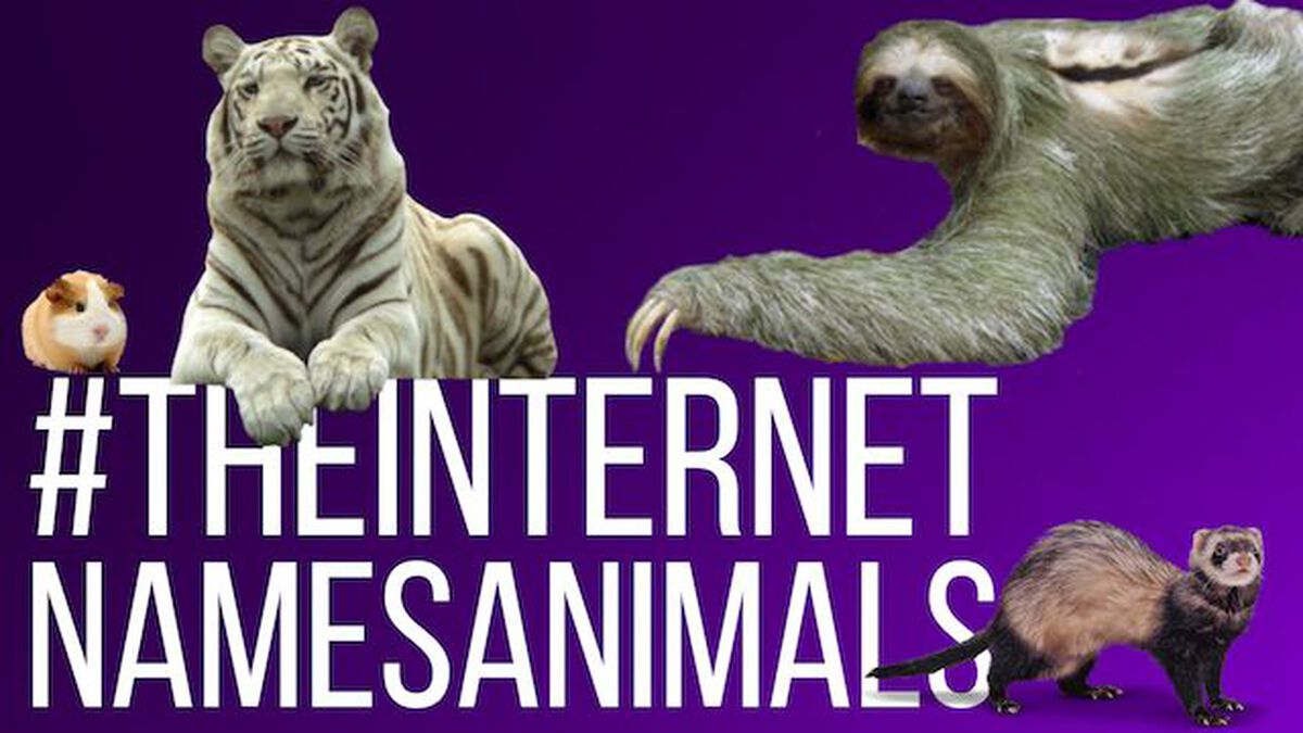 The Internet Names Animals: Volume 1 image number null