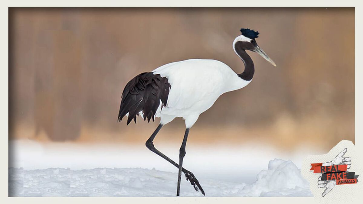 Real/Fake Animals: Volume 2  image number null