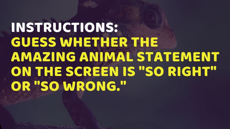 Amazing Animals Volume 1