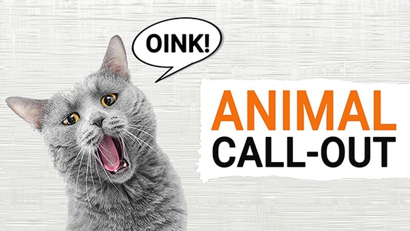 Animal Call-Out