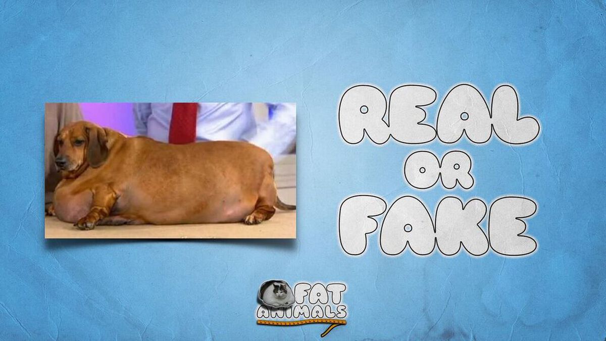 Fat Animals image number null