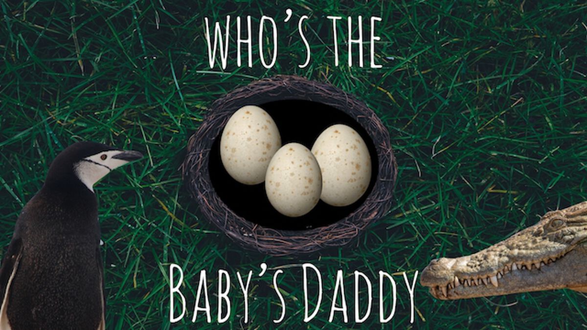 Who's the Baby Daddy? image number null