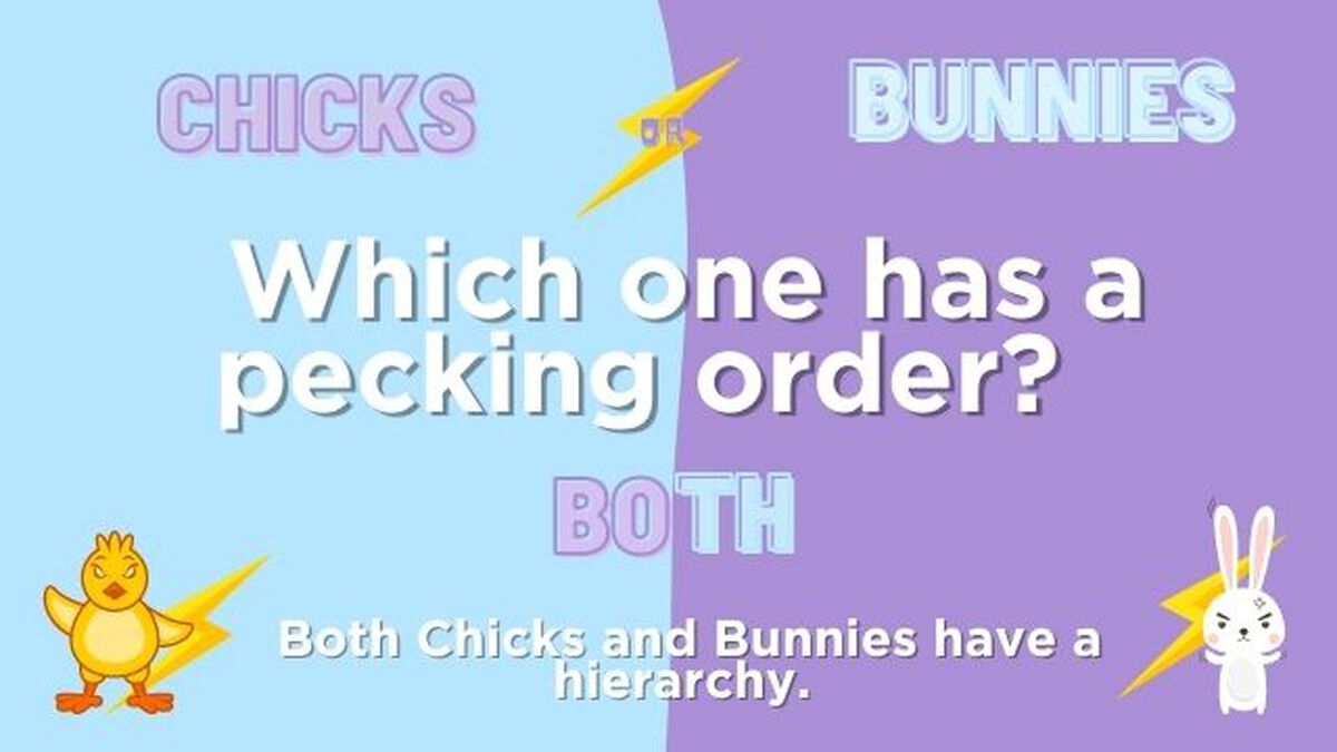 Chicks or Bunnies image number null