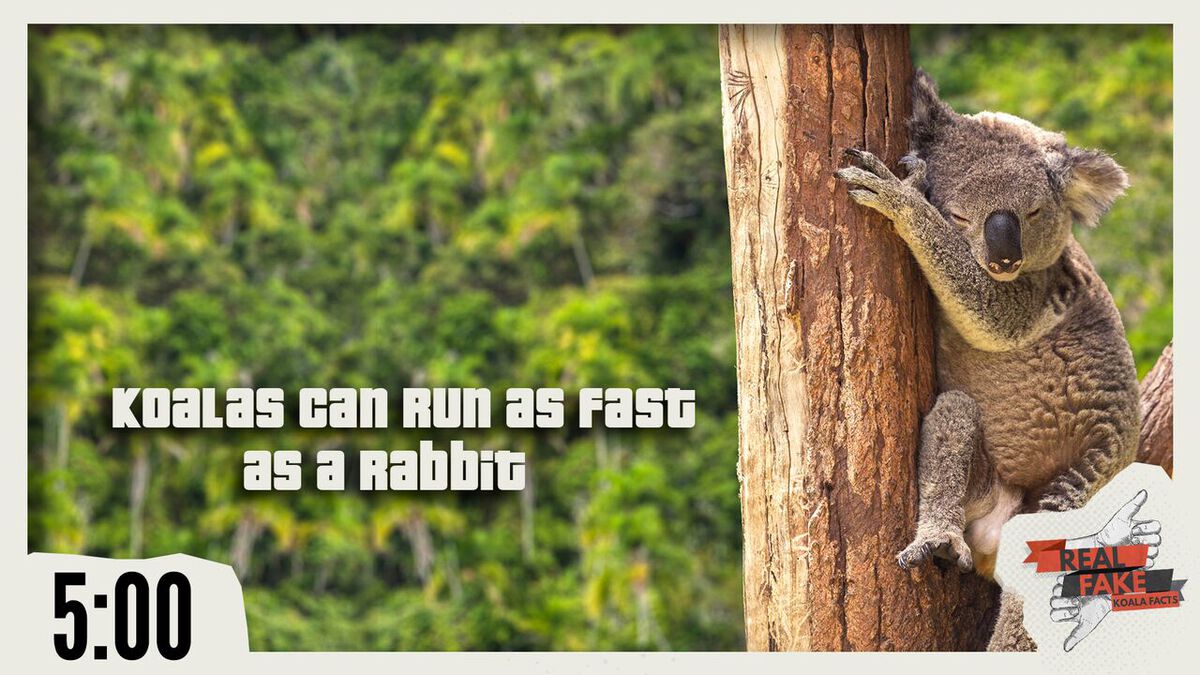 Real/Fake - Koala Facts image number null