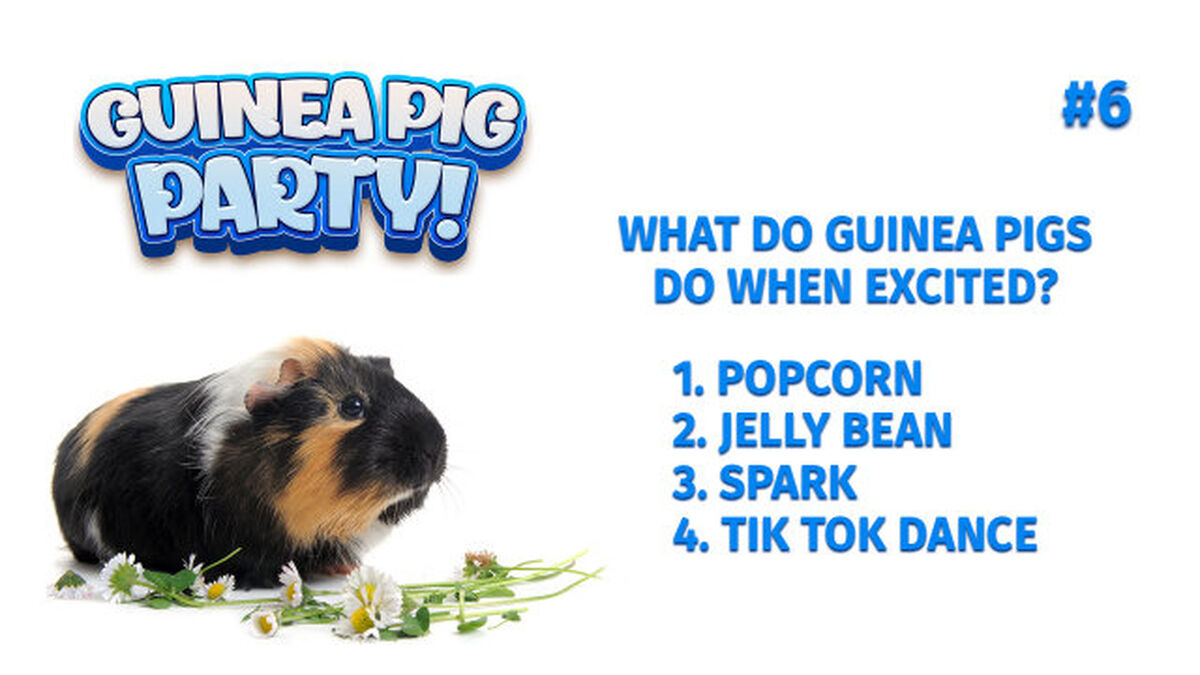 Guinea Pig Party Game image number null