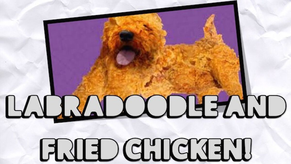 Labradoodle or Fried Chicken image number null