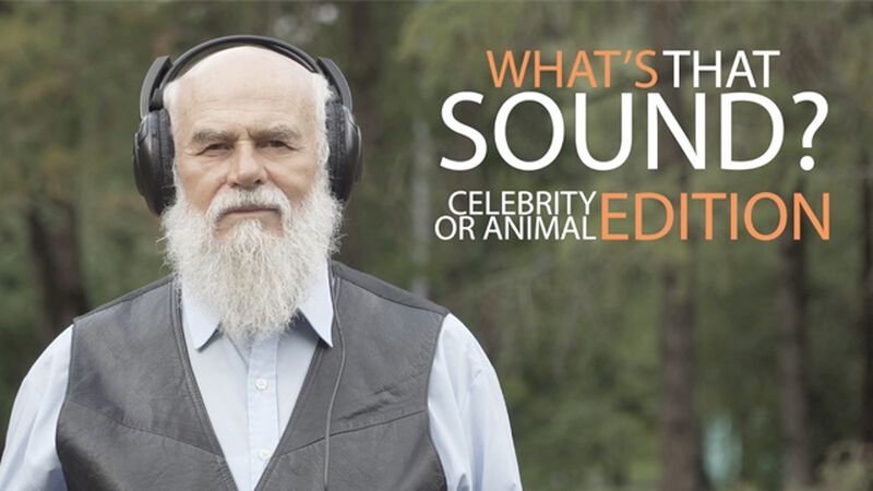 What's That Sound: Celebrity Edition