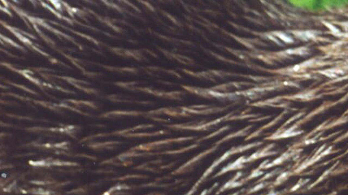 Groundhog Otter Beaver image number null