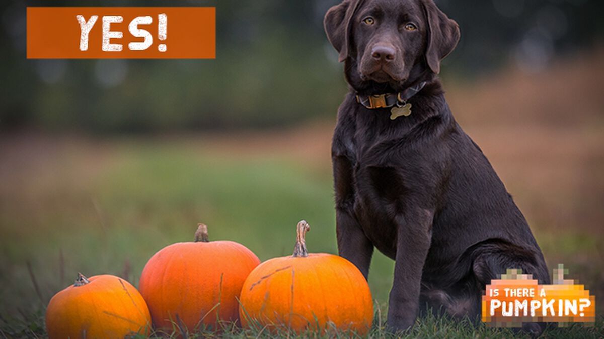 Is There a Pumpkin? image number null