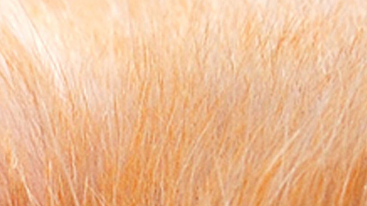 Trump or Animal 2 image number null