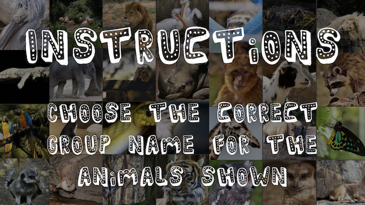 Animal Round-Up image number null