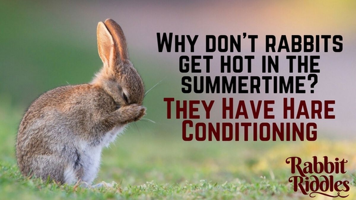 Rabbit Riddles | Games | Download Youth Ministry