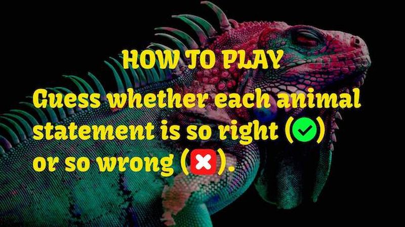 Amazing Animals Volume Two