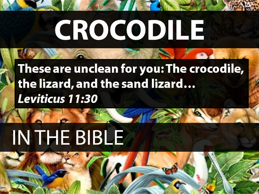 Animals in the Bible: Volume 2 image number null