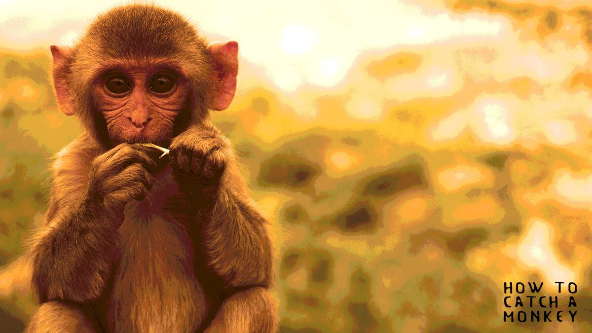 How to Catch a Monkey image number null