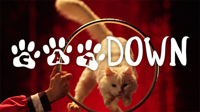 CATdown (A Cat Countdown)