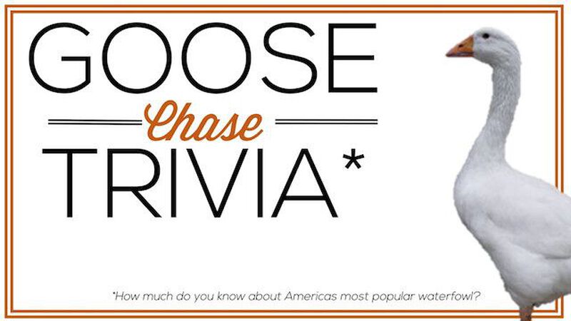 Goose Chase Trivia