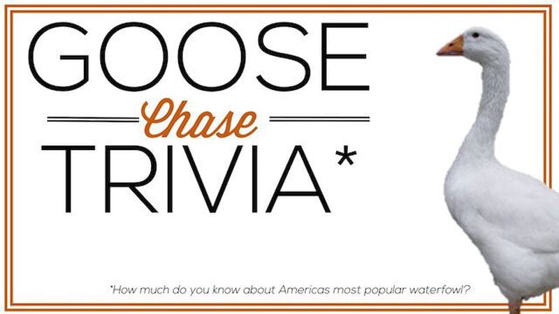 Goose Chase Trivia